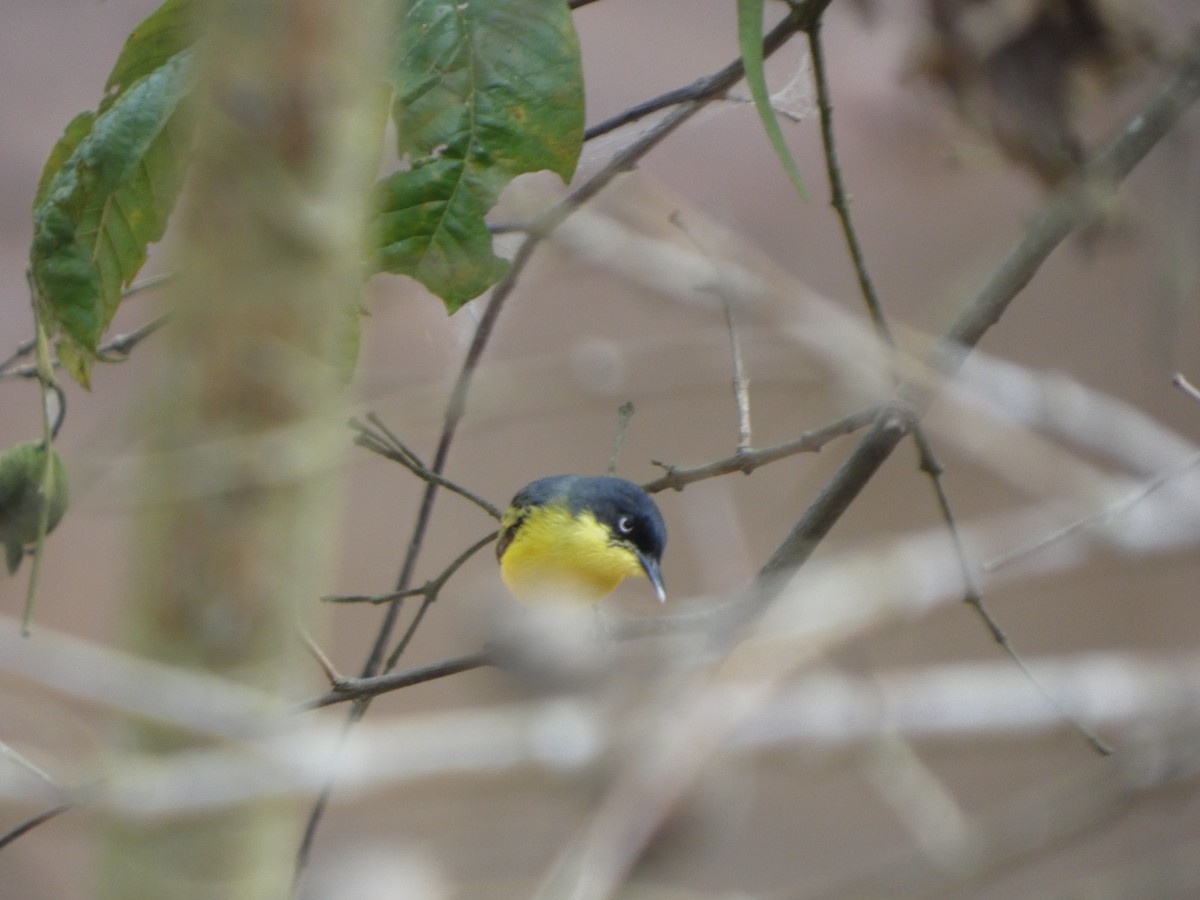 Titirijí Común - ML646907704