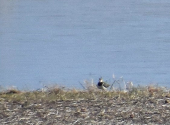 Pavoncella - ML646907705