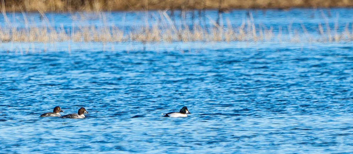 Common Goldeneye - ML646907708