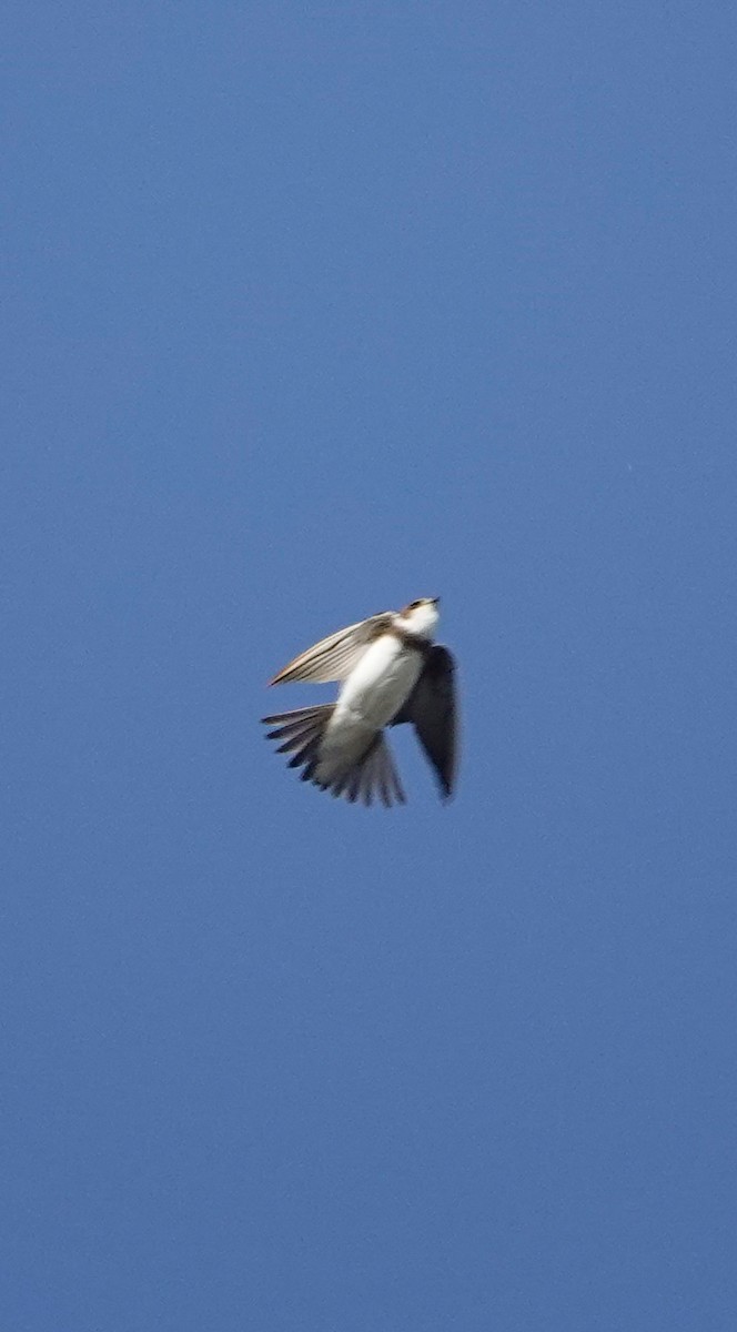 Bank Swallow - ML646907715