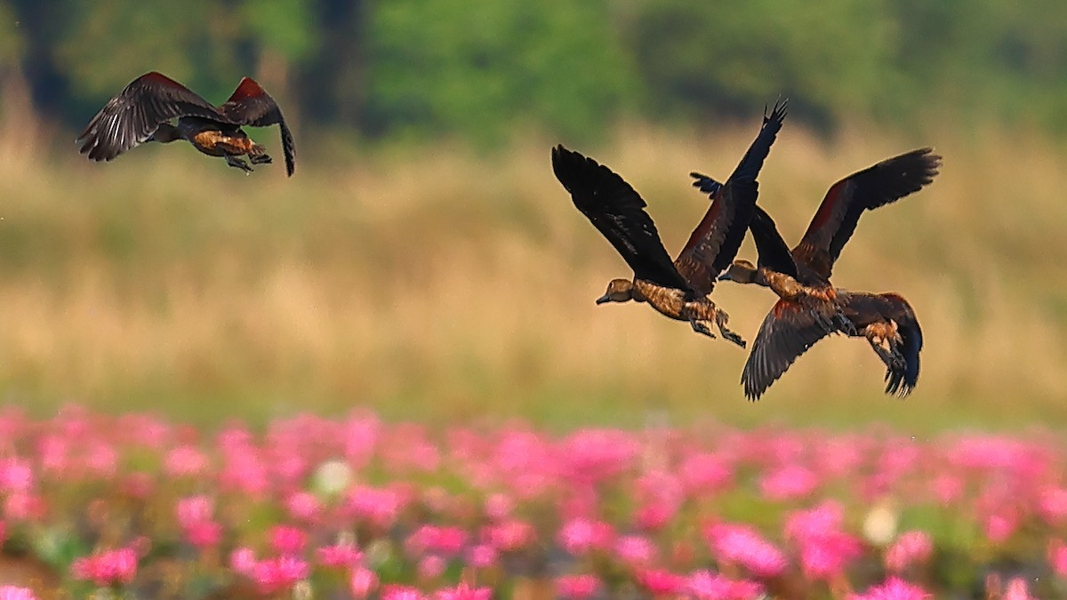 Lesser Whistling-Duck - ML646907734