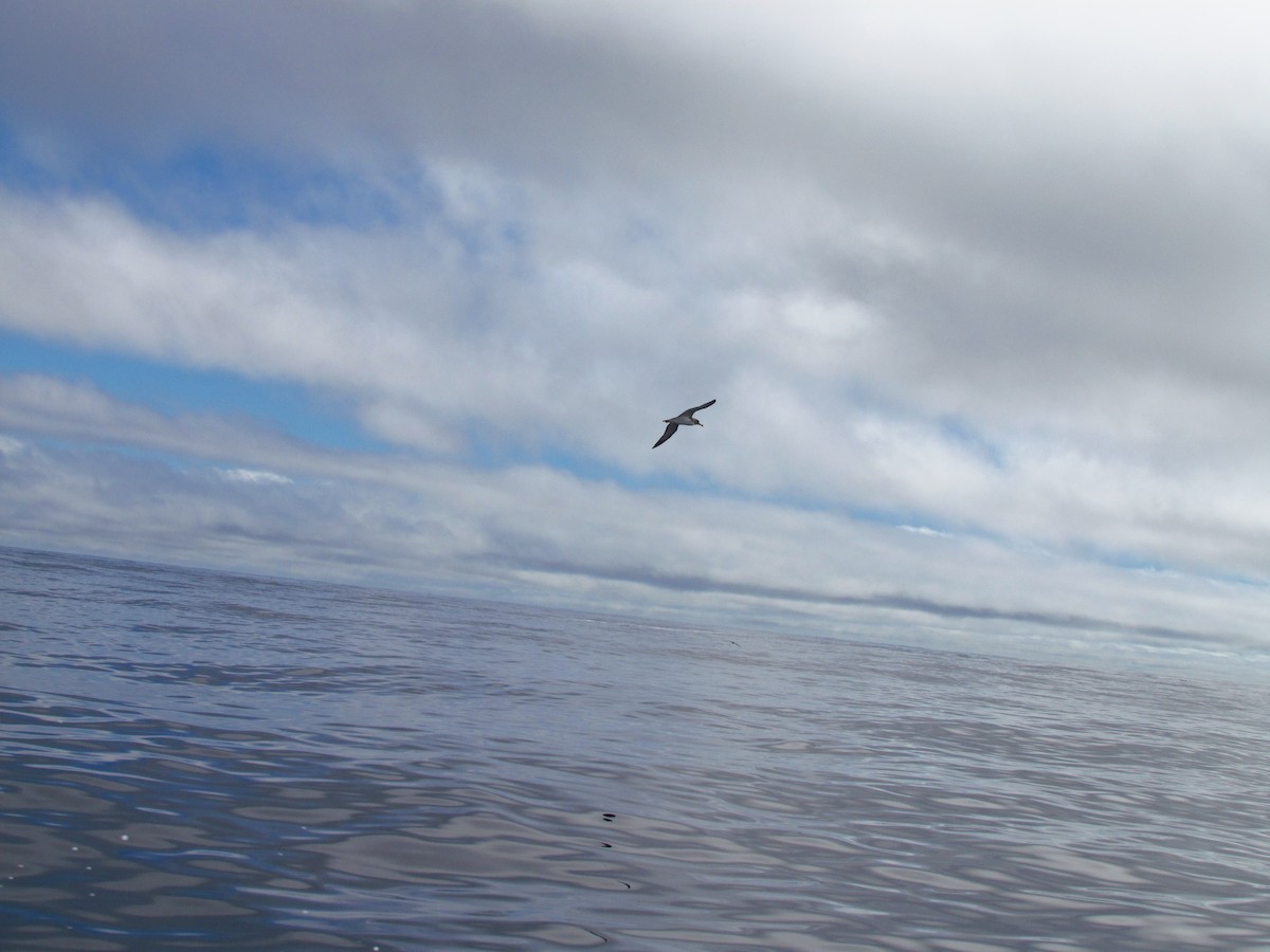 Cory's Shearwater - ML646907752