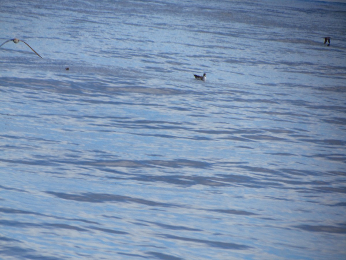 Cory's Shearwater - ML646907753