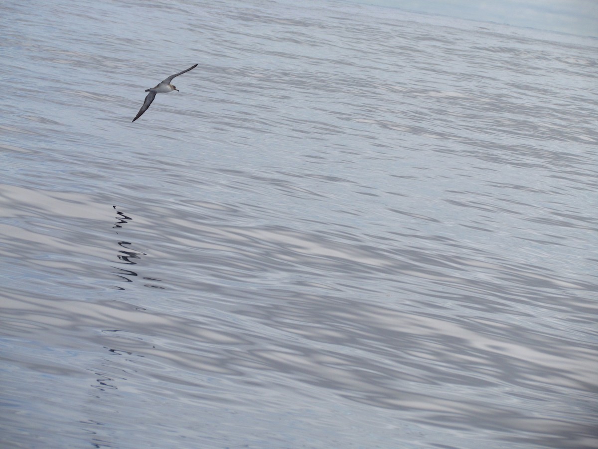 Cory's Shearwater - ML646907754