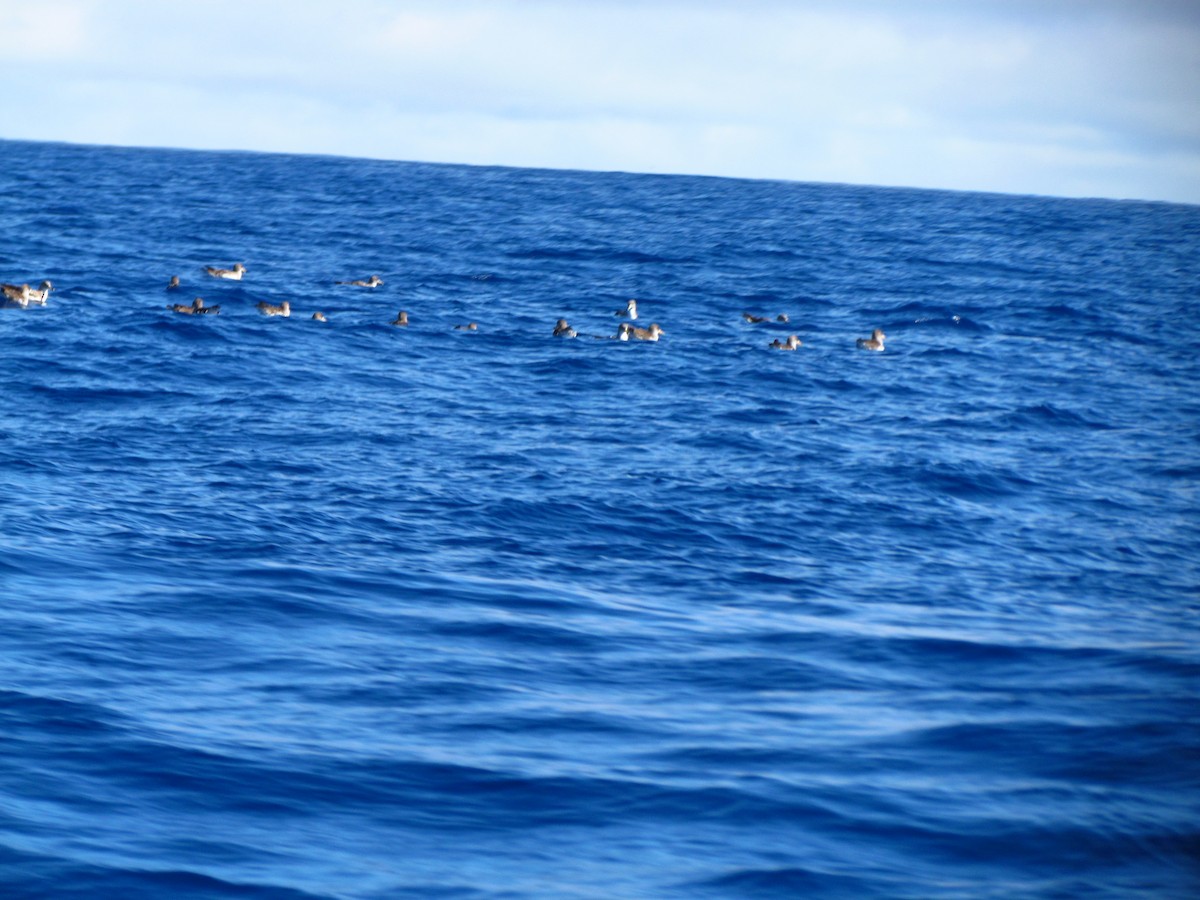 Cory's Shearwater - ML646907755