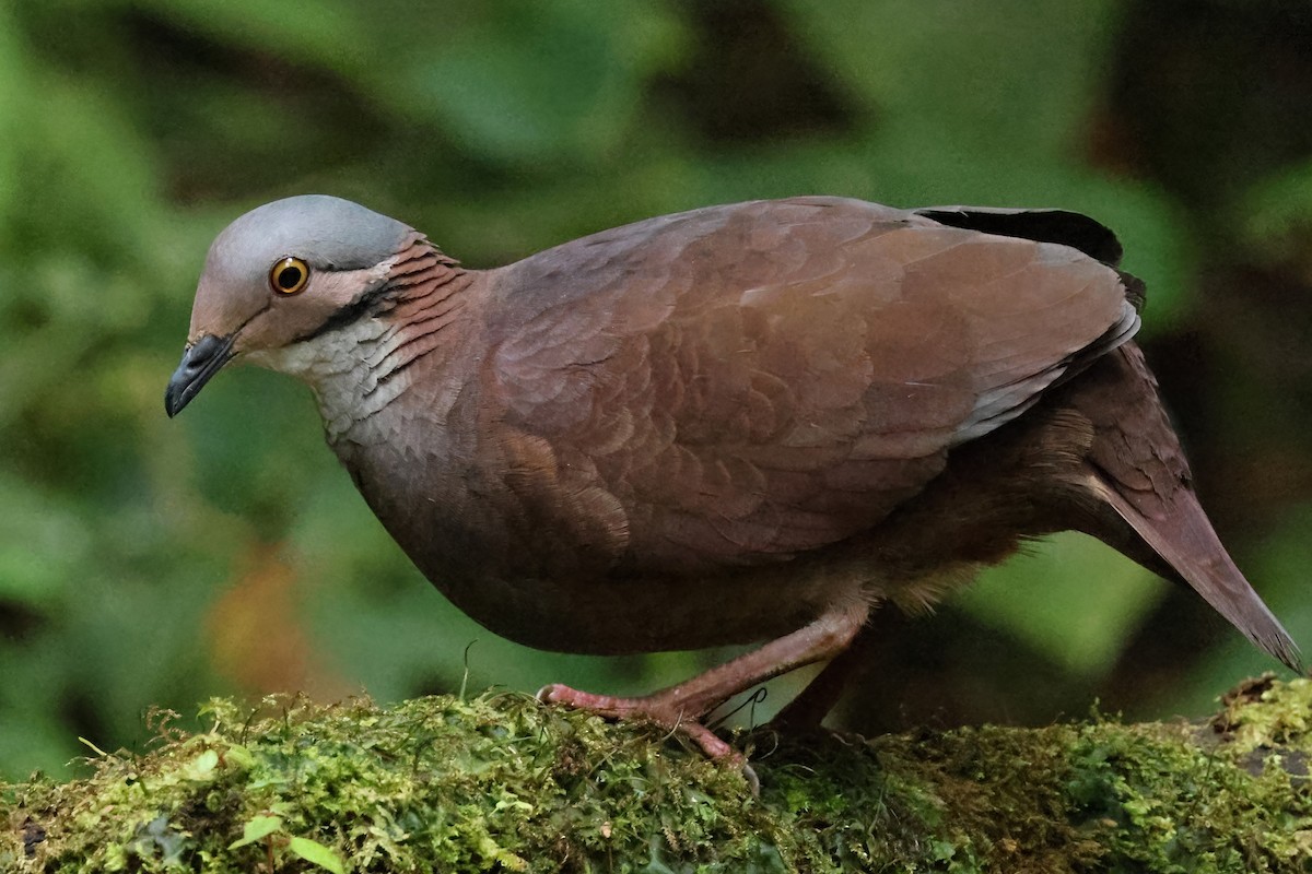 White-throated Quail-Dove - ML646907757