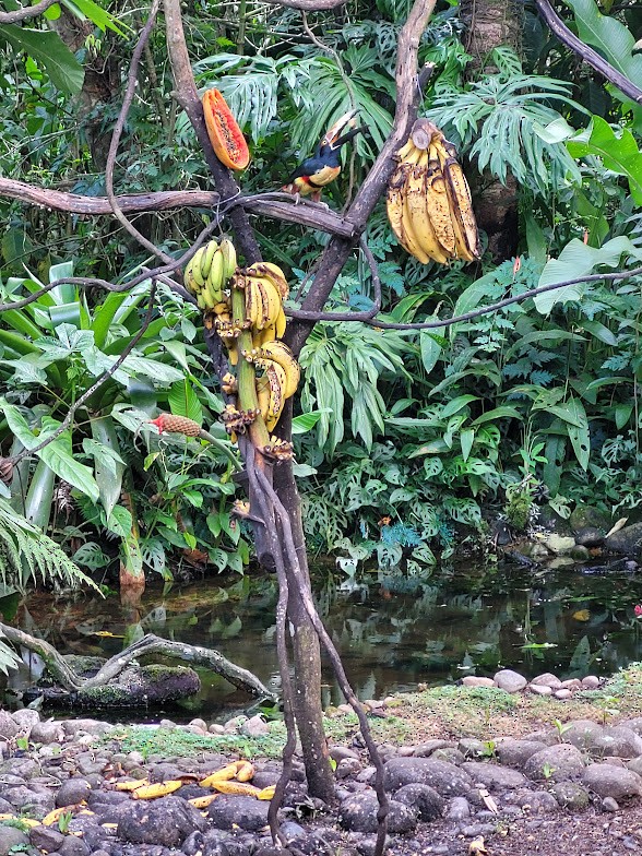 Collared Aracari - ML646907759