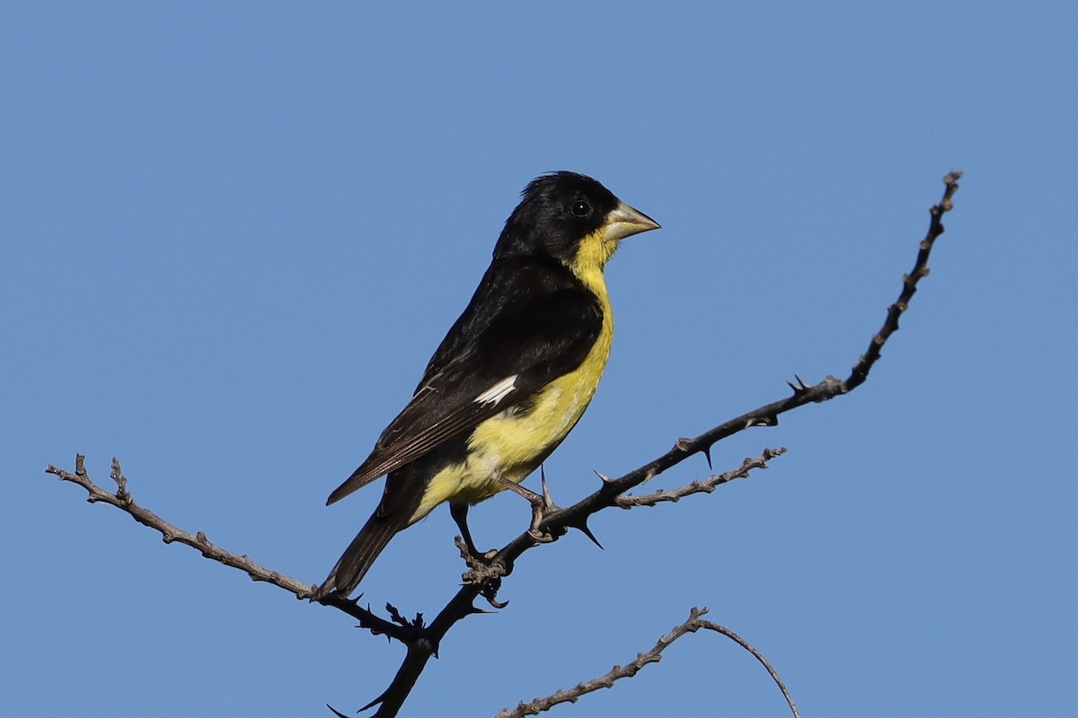 Lesser Goldfinch - ML646907762