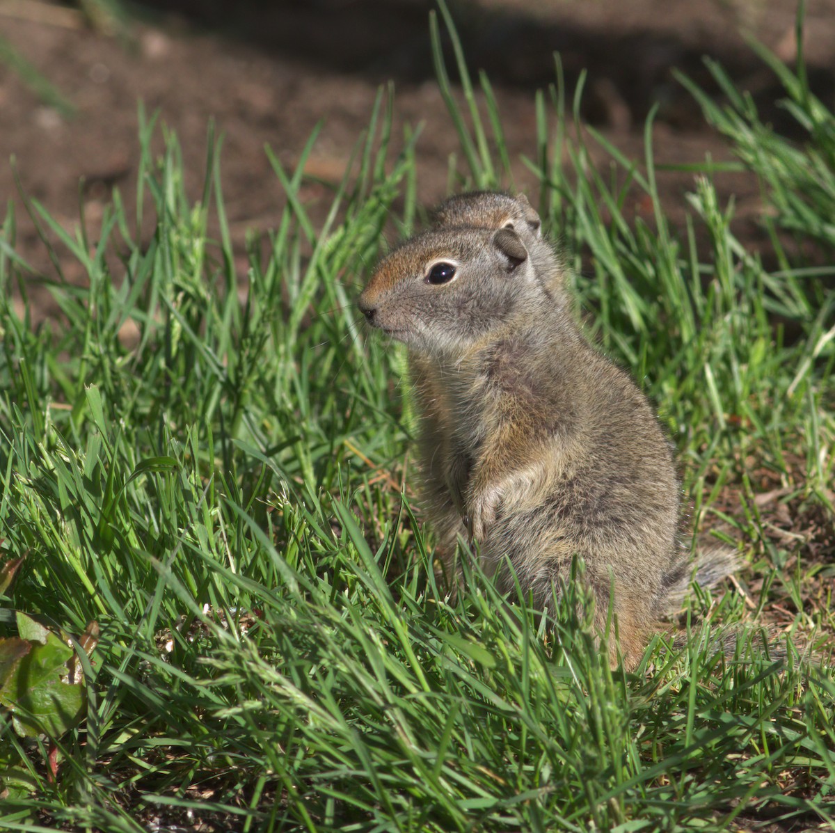 Uinta Ground Squirrel - ML646907763