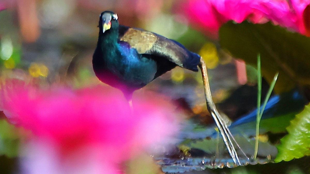 Bronze-winged Jacana - ML646907768