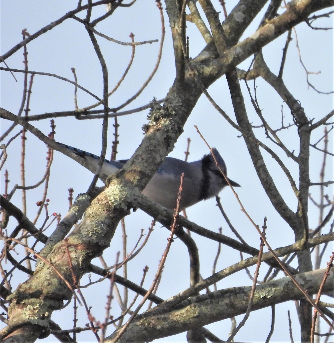 Blue Jay - ML646907774