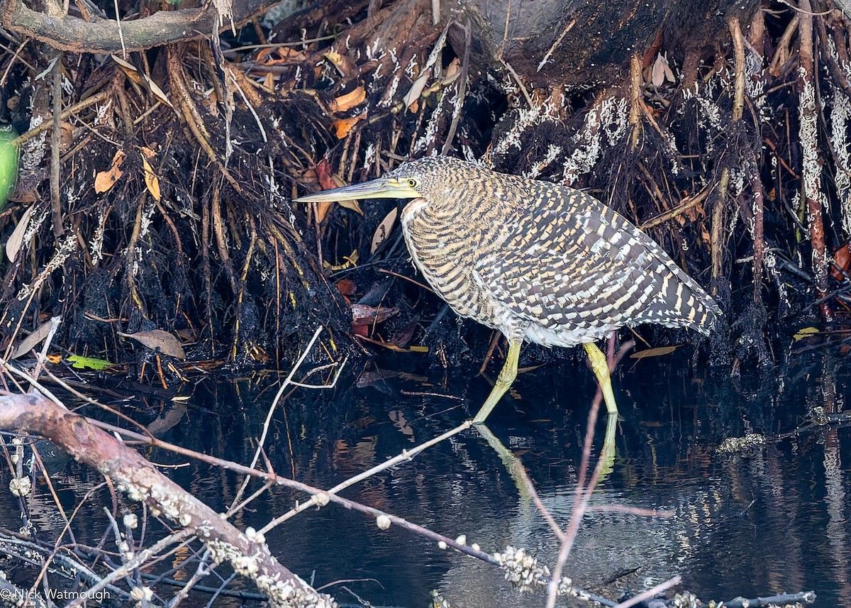 ハゲノドトラフサギ - ML646907778