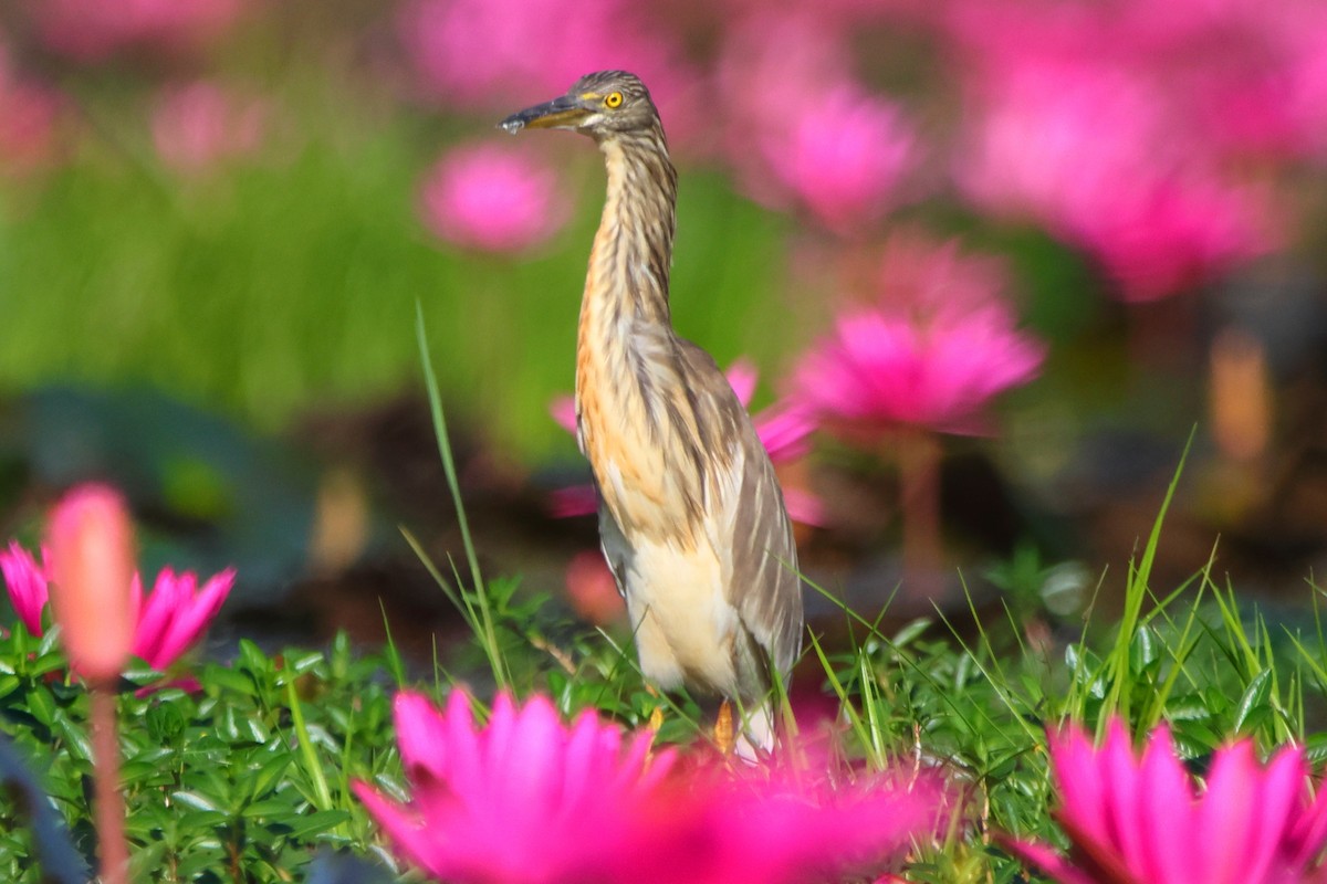 Indian Pond-Heron - ML646907784