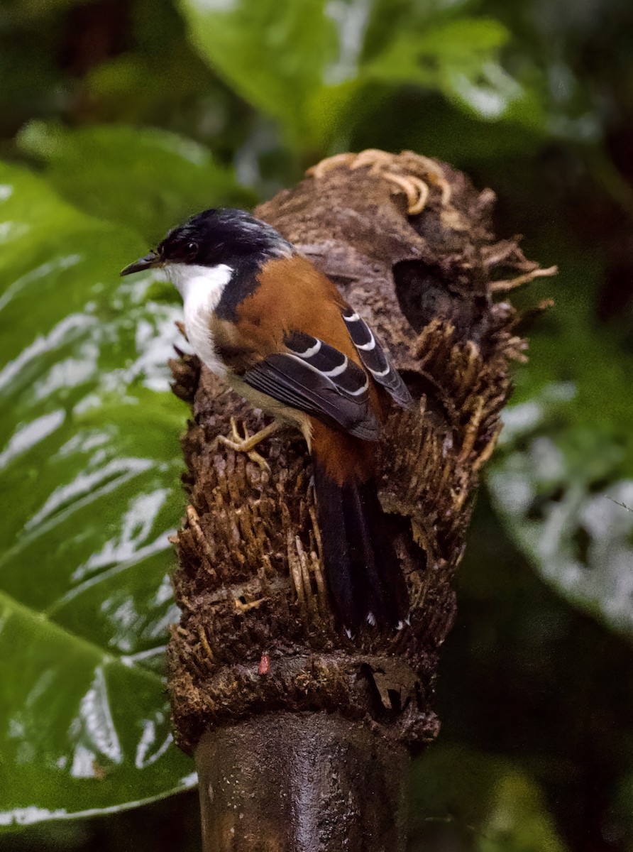 Rufous-backed Sibia - ML646907787