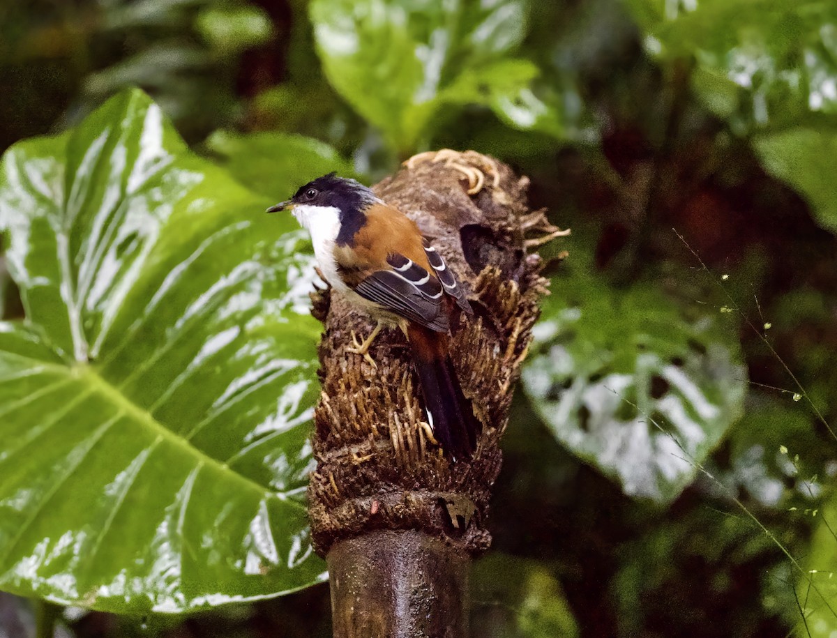 Rufous-backed Sibia - ML646907788