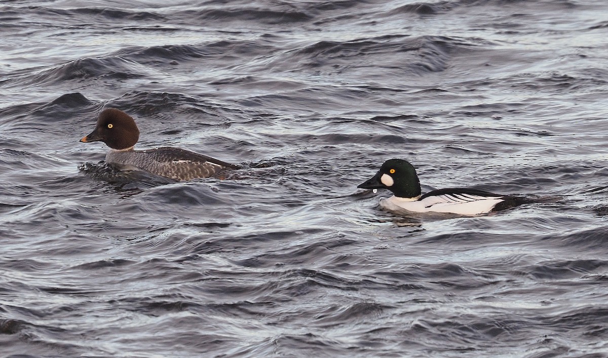 Common Goldeneye - ML646907789