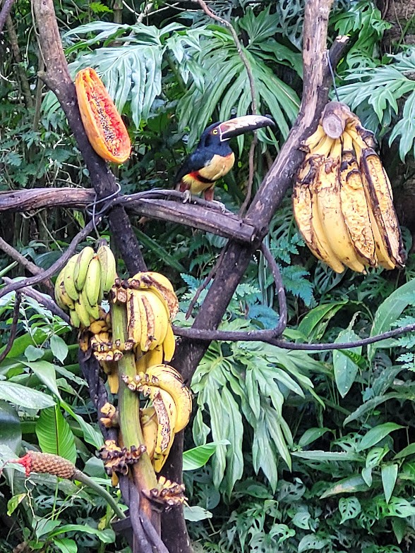 Collared Aracari - ML646907791