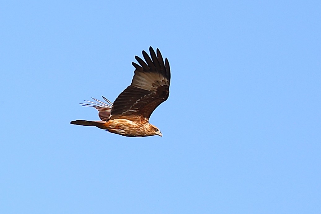 Brahminy Kite - ML646907801