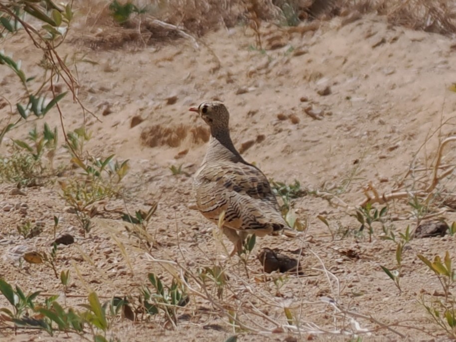 stripesandhøne - ML646907807