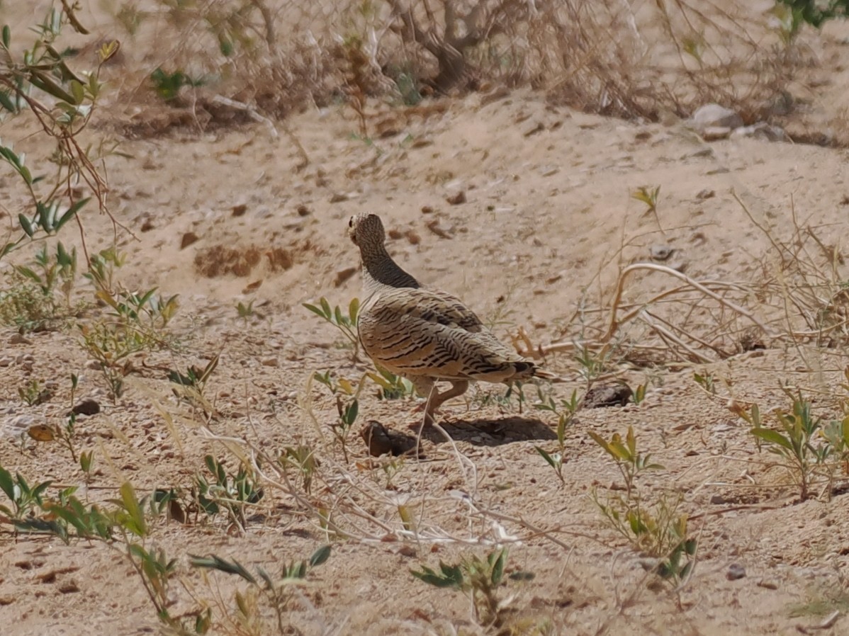 stripesandhøne - ML646907808