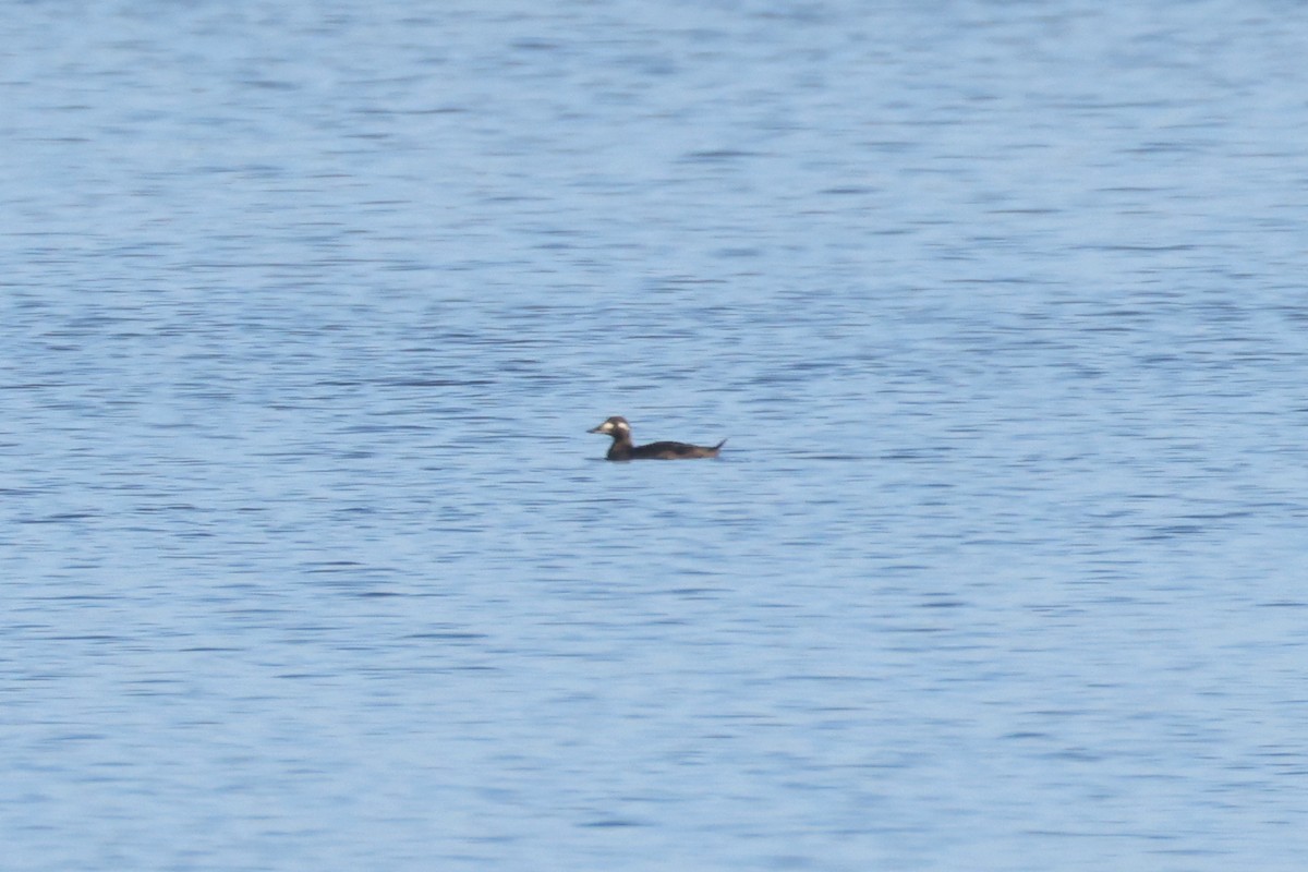 Ahatebeltz hegalzuri amerikarra - ML646907816