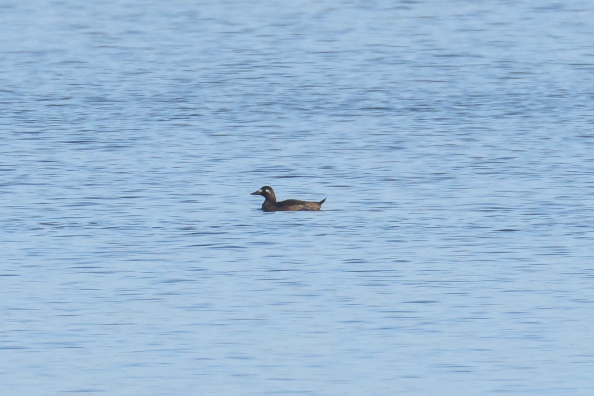 Ahatebeltz hegalzuri amerikarra - ML646907817