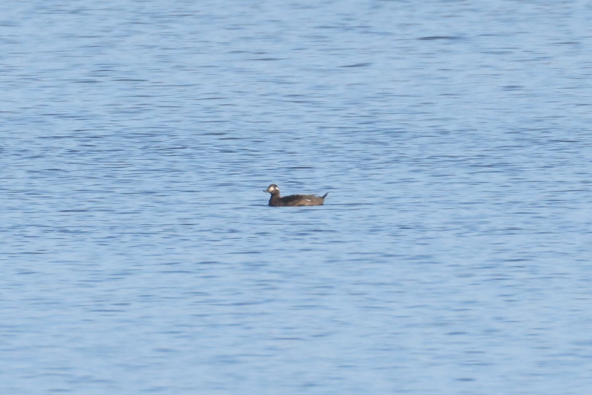 Ahatebeltz hegalzuri amerikarra - ML646907818