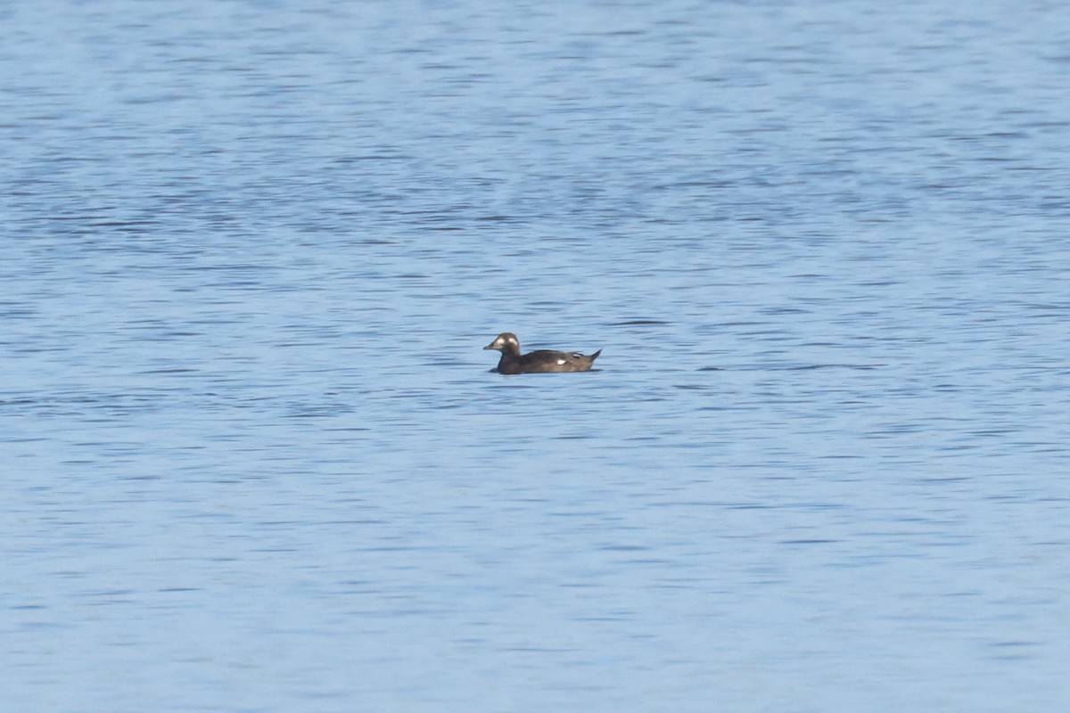 Ahatebeltz hegalzuri amerikarra - ML646907819