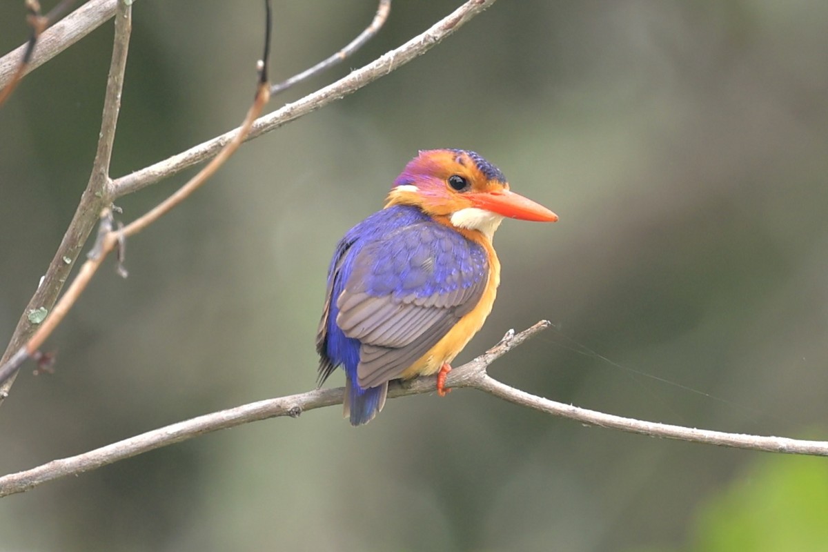 African Pygmy Kingfisher - ML646907820