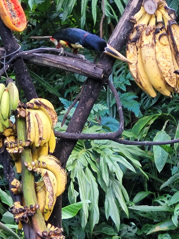 Collared Aracari - ML646907821