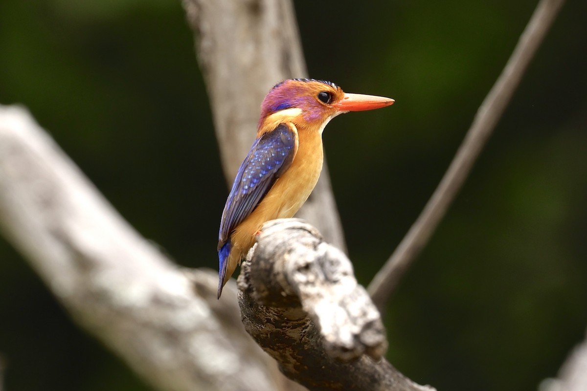 African Pygmy Kingfisher - ML646907822