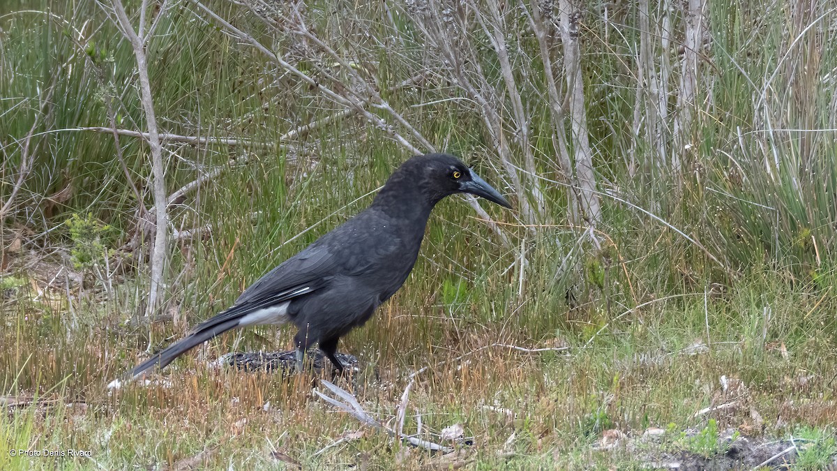Gray Currawong - ML646907825