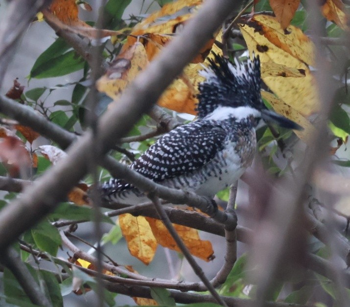 Crested Kingfisher - ML646907826