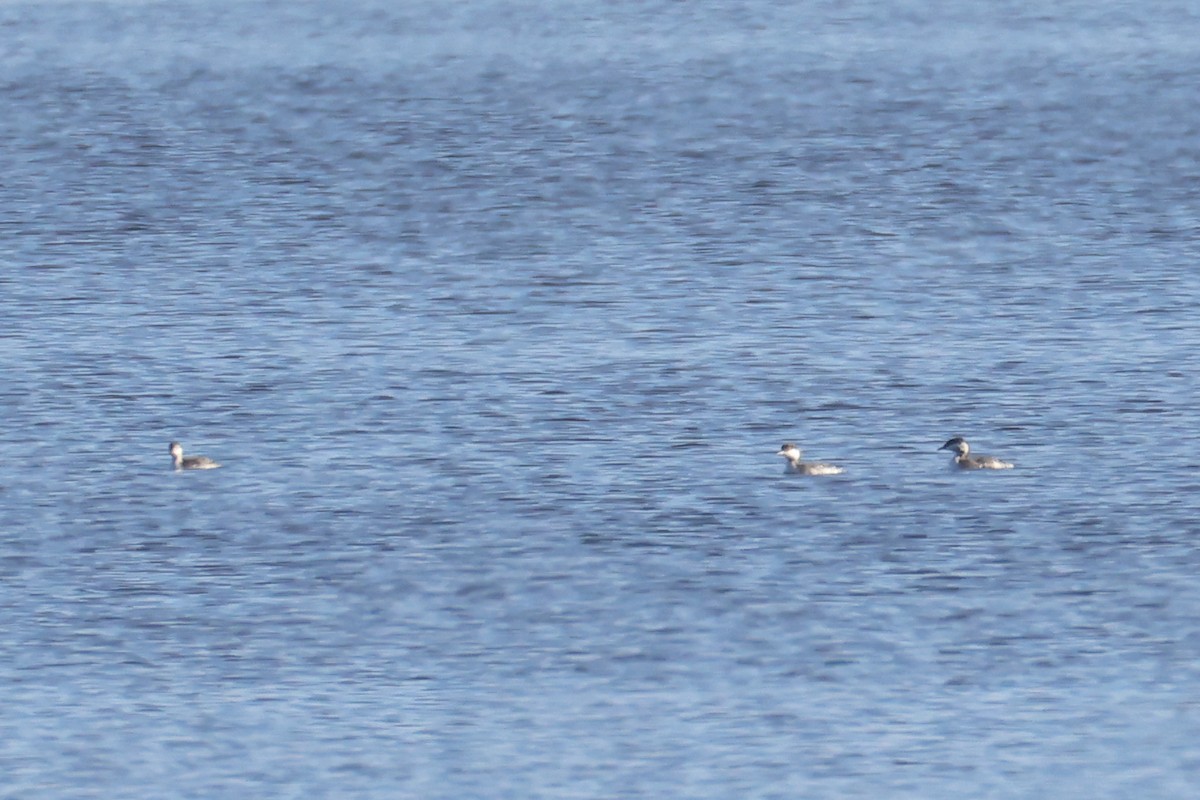 Txilinporta urrebelarria - ML646907827