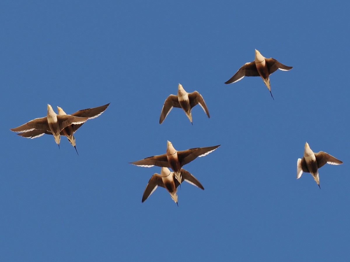 brunbuksandhøne - ML646907835