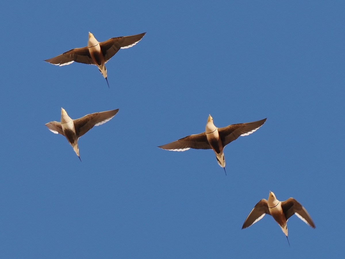 brunbuksandhøne - ML646907836