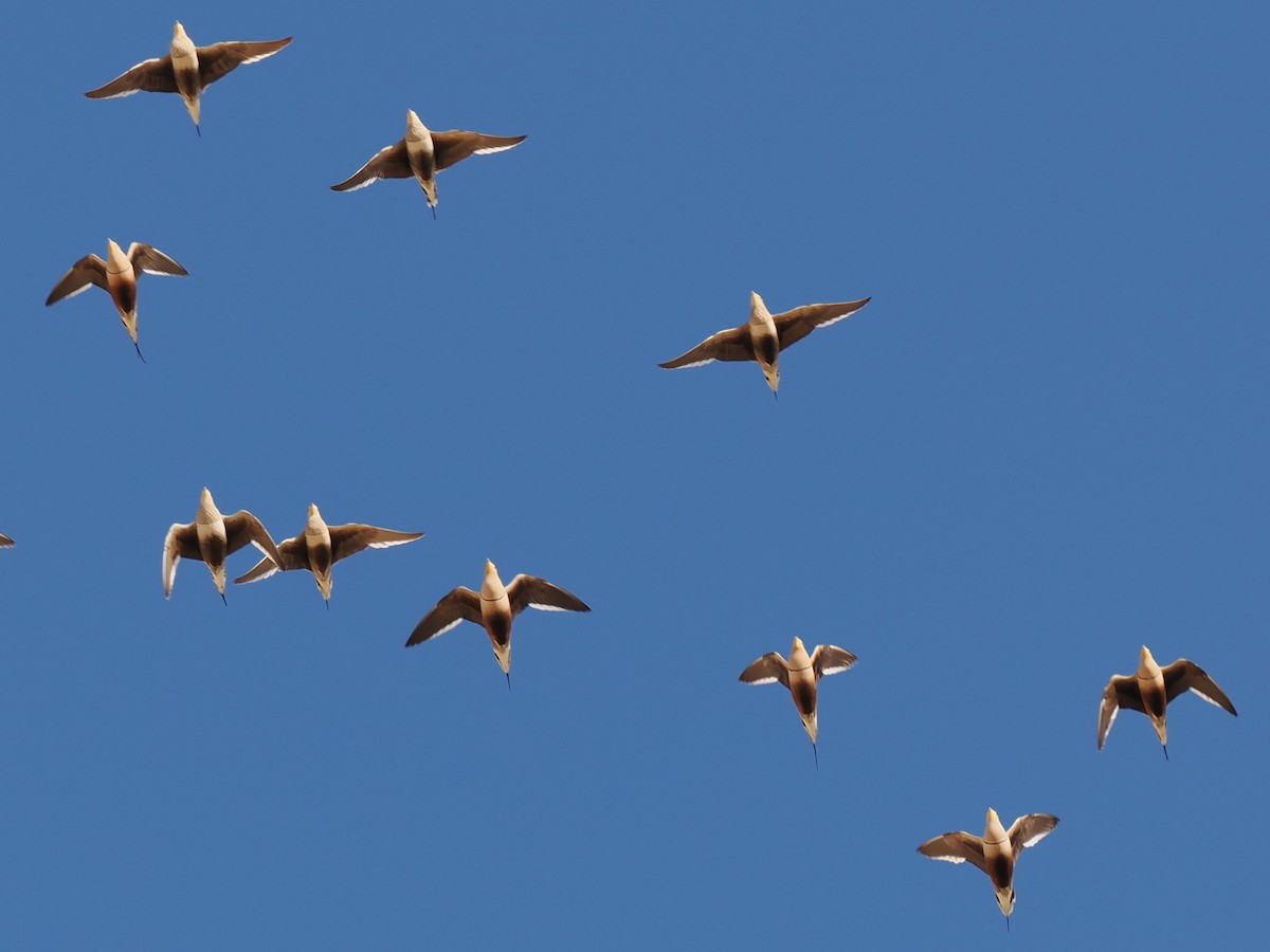 brunbuksandhøne - ML646907837