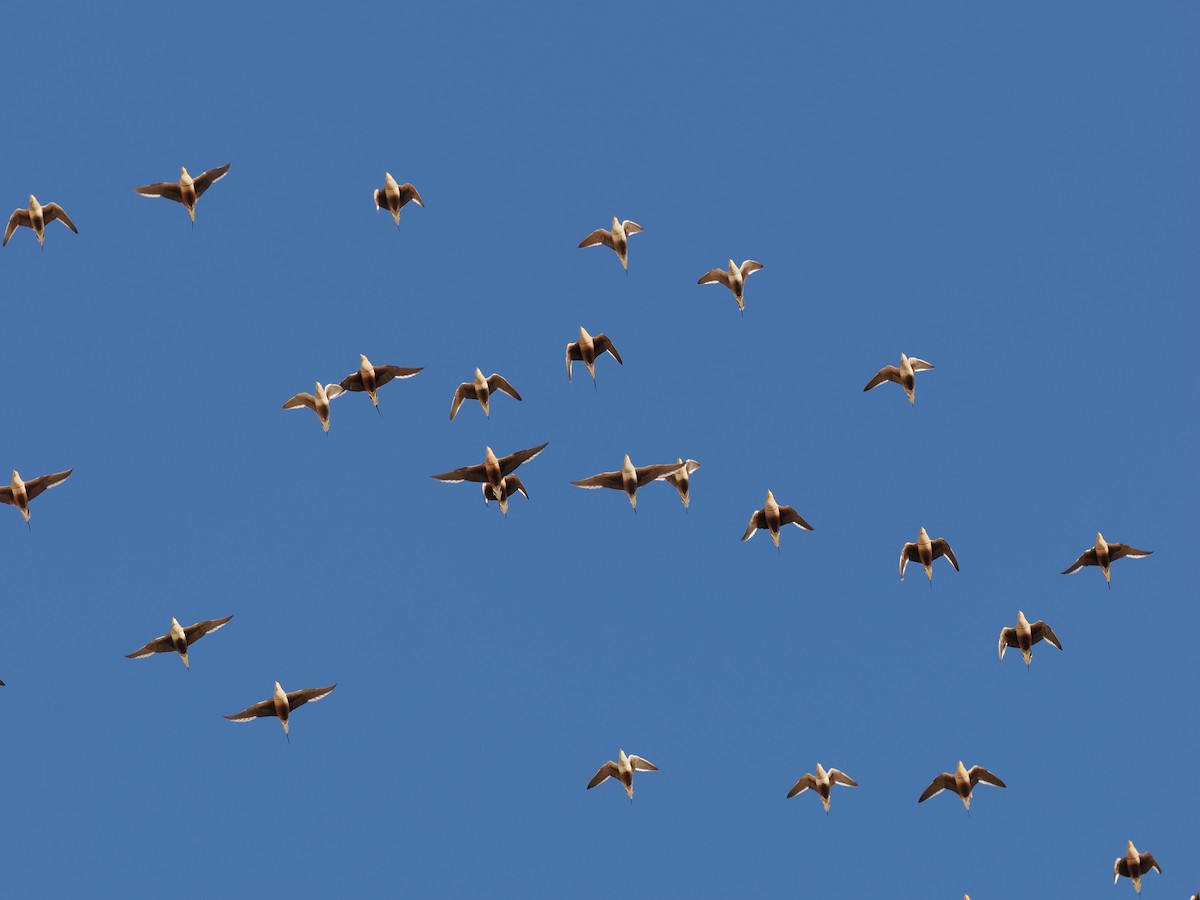 brunbuksandhøne - ML646907838