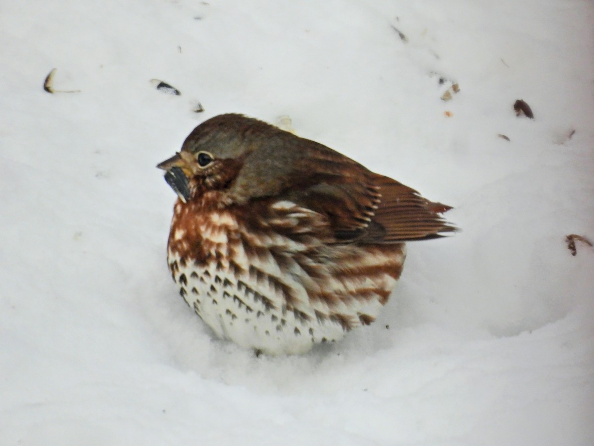 revespurv (iliaca/zaboria) (kanadarevespurv) - ML646907841