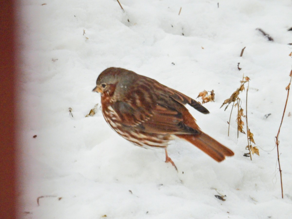 revespurv (iliaca/zaboria) (kanadarevespurv) - ML646907842