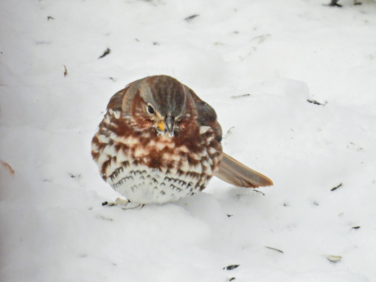 revespurv (iliaca/zaboria) (kanadarevespurv) - ML646907843