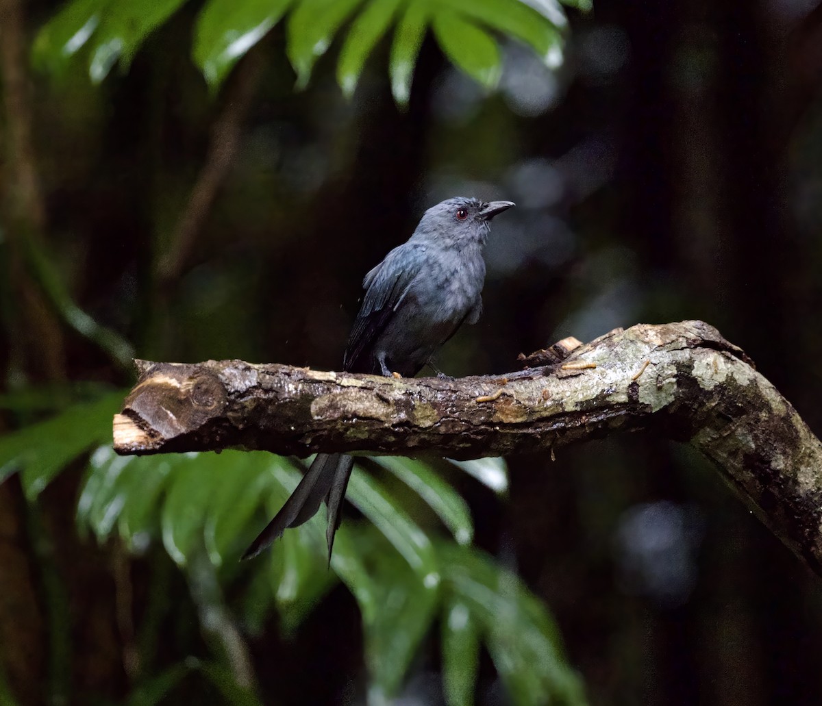 ハイイロオウチュウ - ML646907844