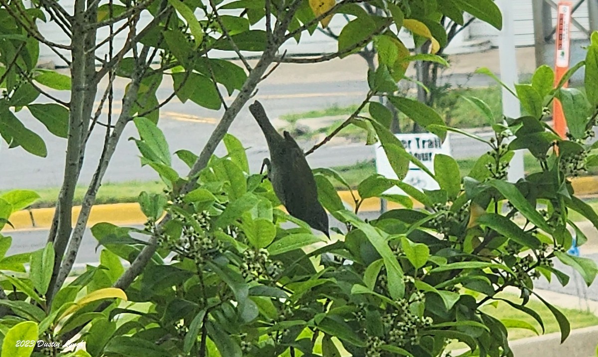 Tennessee Warbler - ML646907847