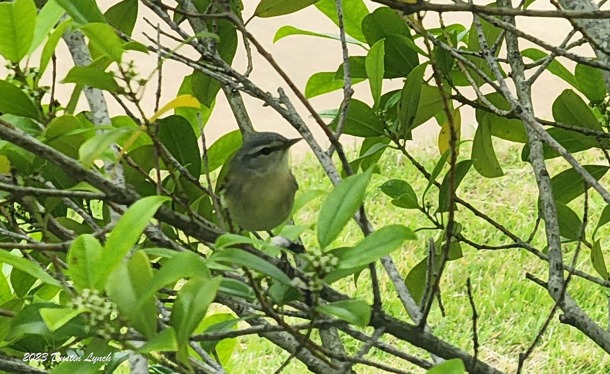 Tennessee Warbler - ML646907849