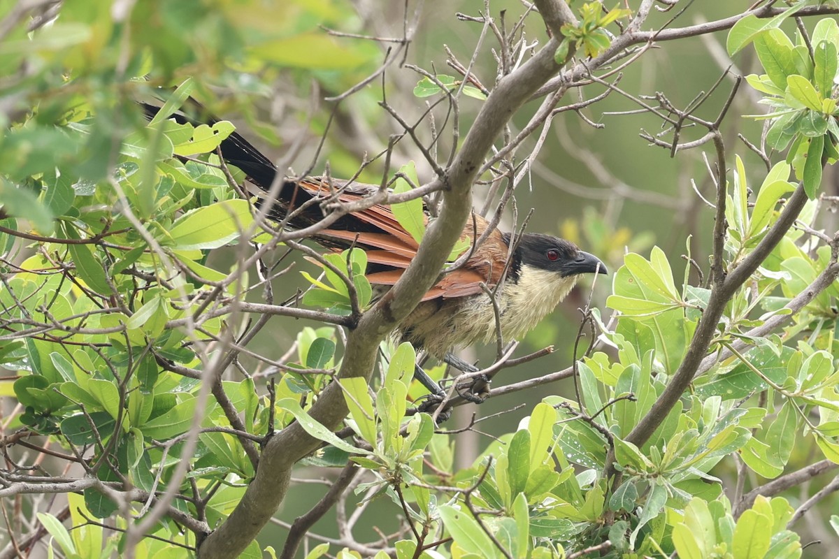 Burchell's Coucal - ML646907850