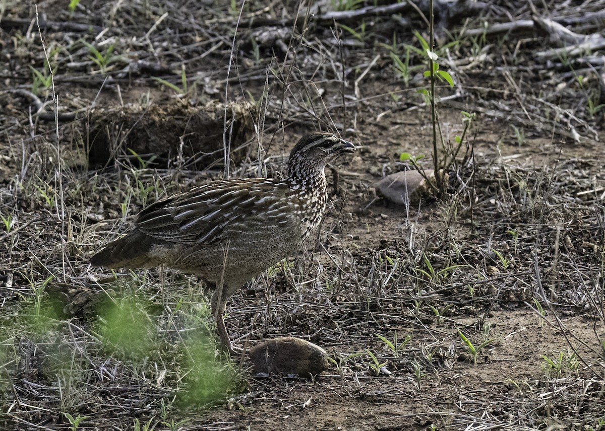 frankolín čapkový [skupina sephaena] - ML646907851