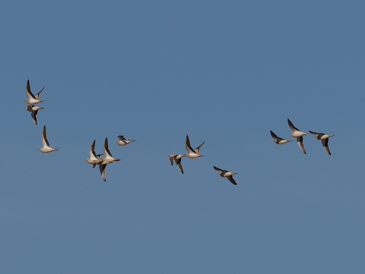 lysbuksandhøne - ML646907852