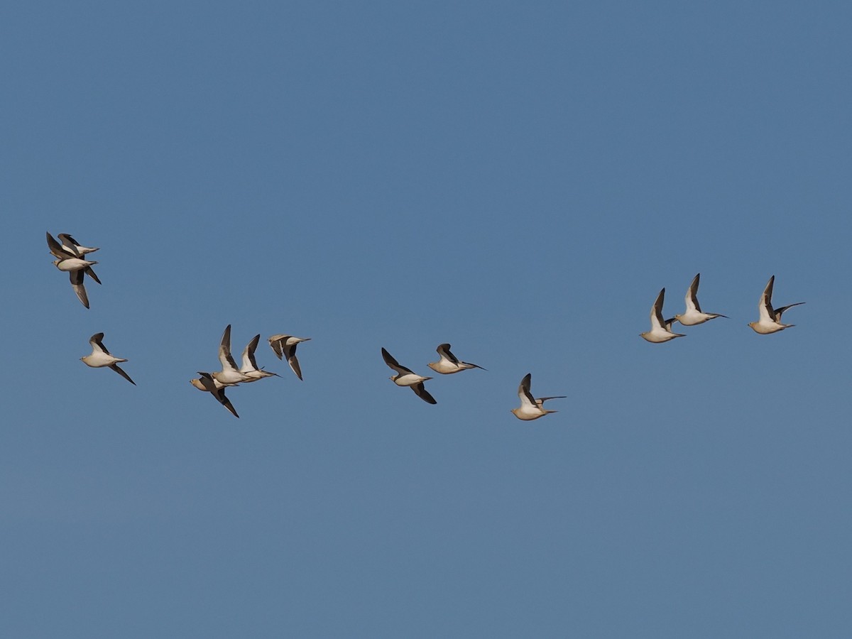 lysbuksandhøne - ML646907853