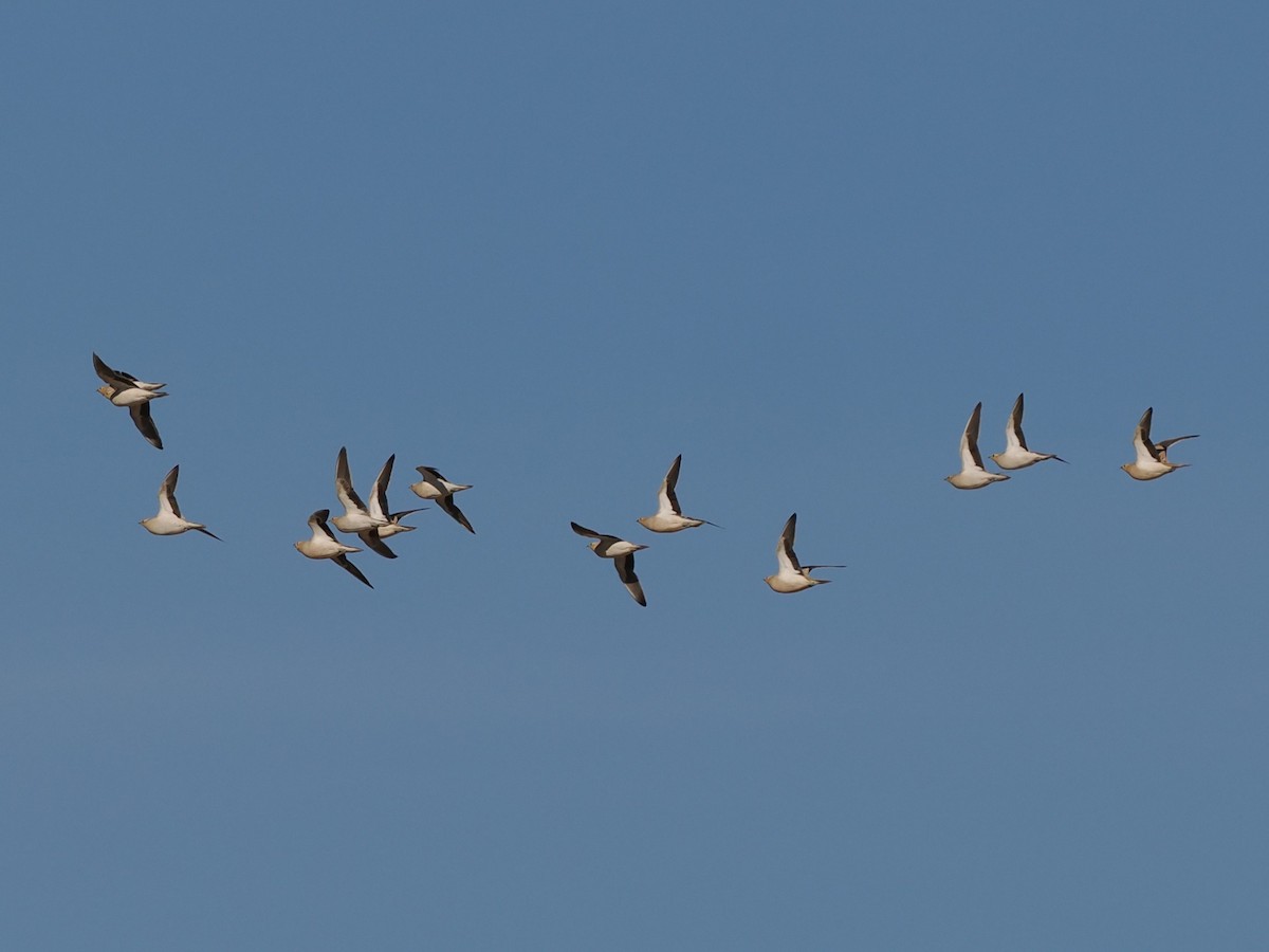 lysbuksandhøne - ML646907854