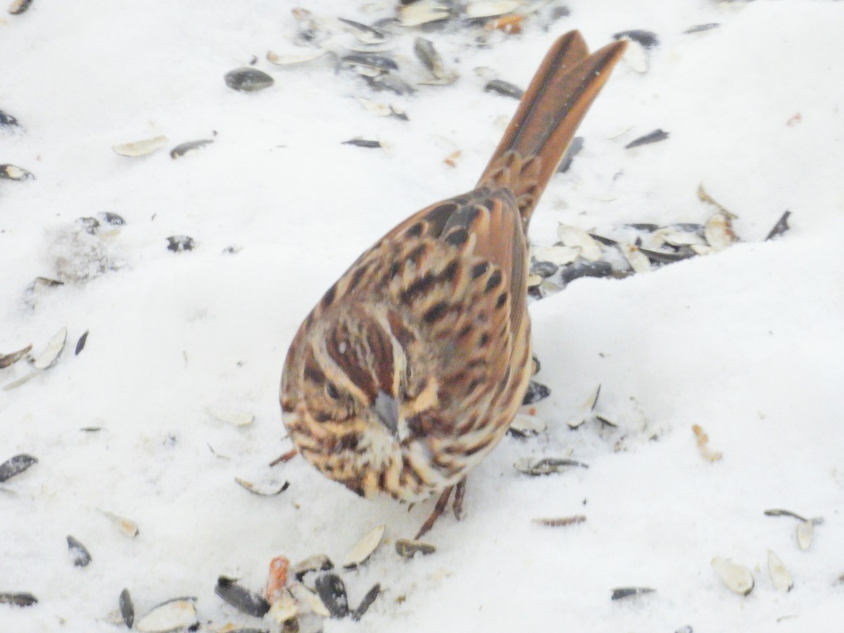 sangspurv - ML646907855